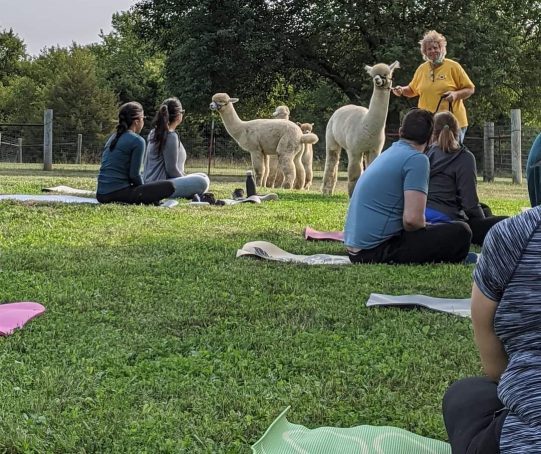 Yoga outdoor with Alpacas - Manna Meadows Alpacas